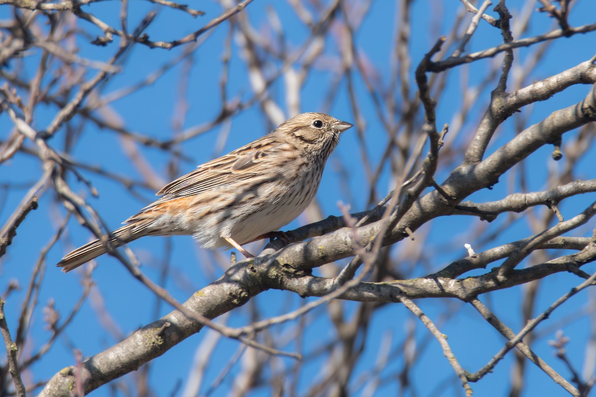 Pine Bunting - ML627988670