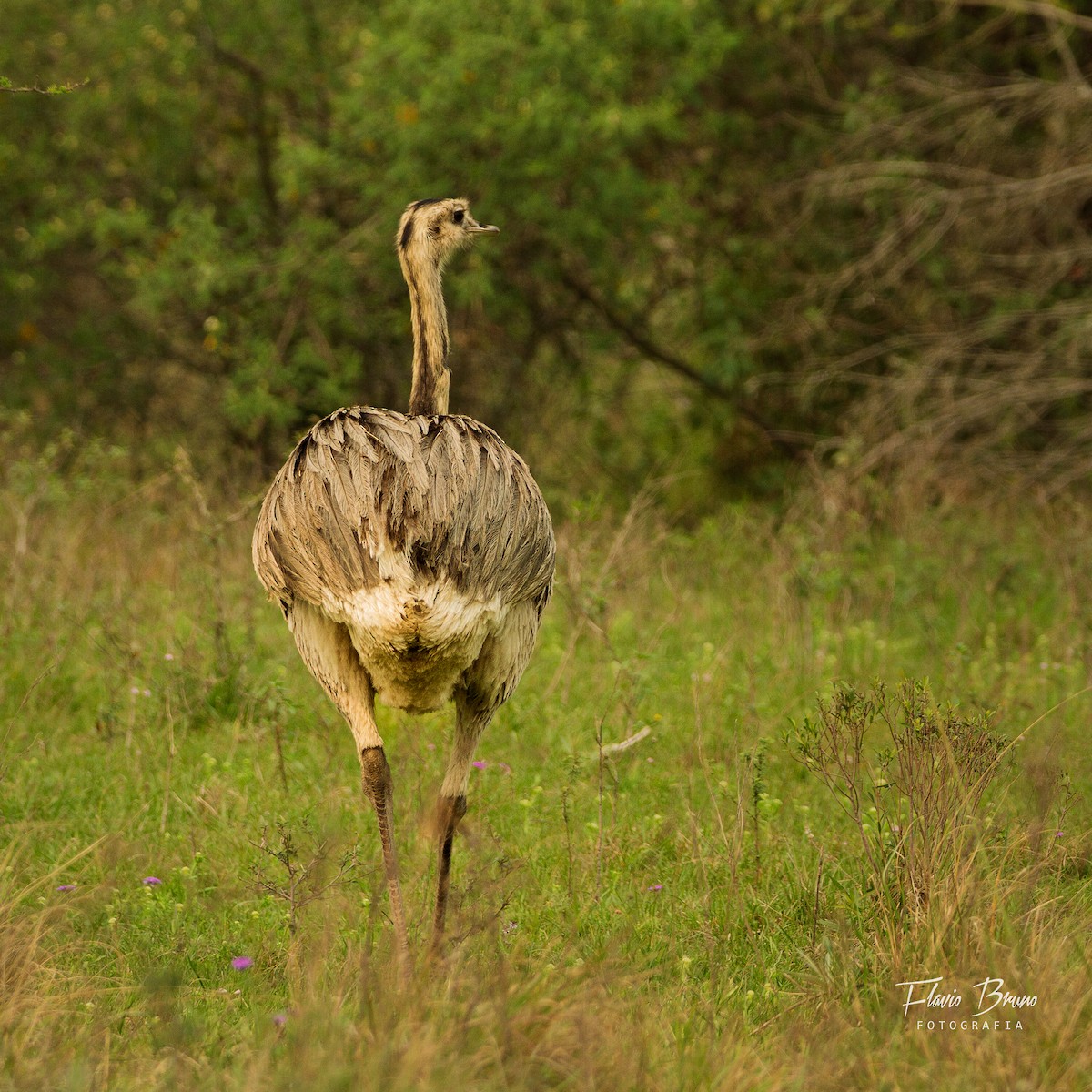 Greater Rhea - ML627988692