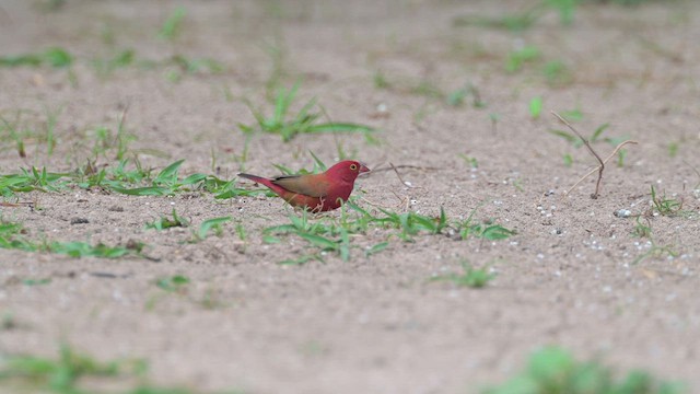 Red-billed Firefinch - ML627988803