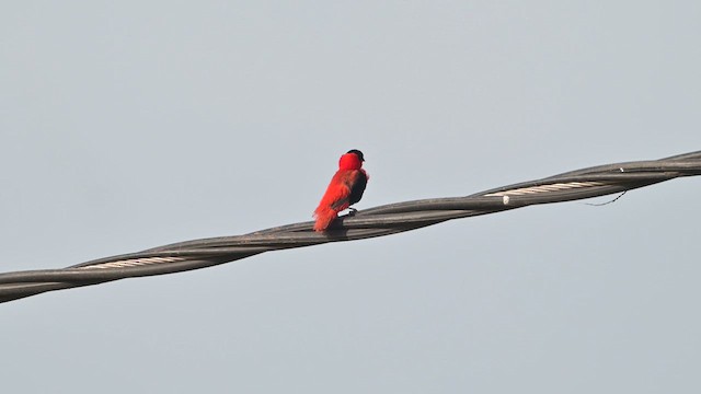 Northern Red Bishop - ML627988804