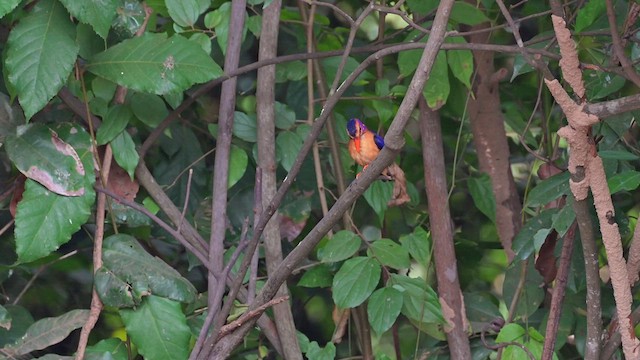 African Pygmy Kingfisher - ML627988809