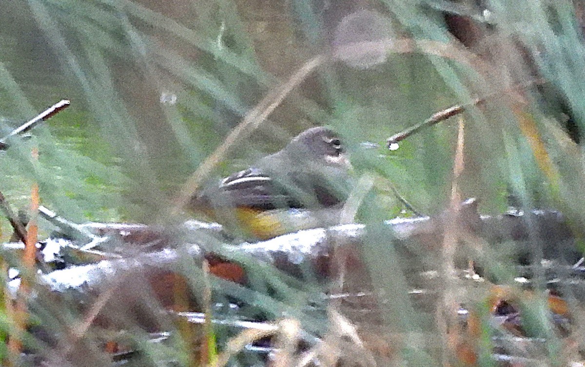 Gray Wagtail - ML627988819