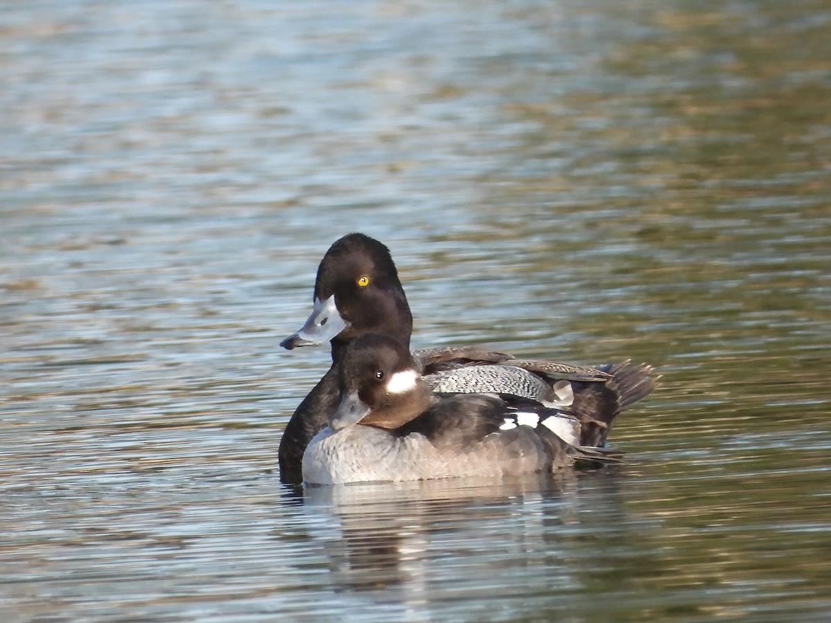 Bufflehead - ML627988875