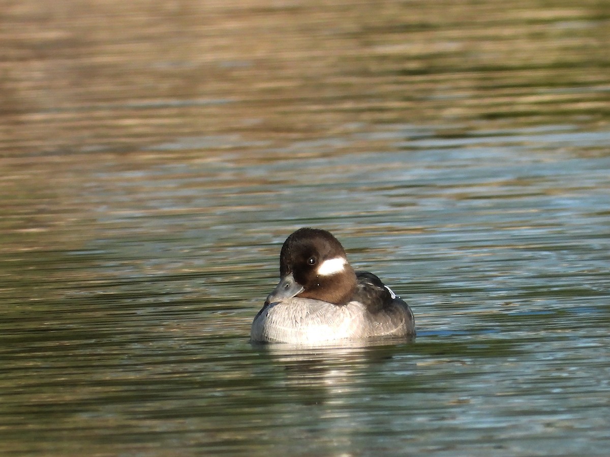 Bufflehead - ML627988887