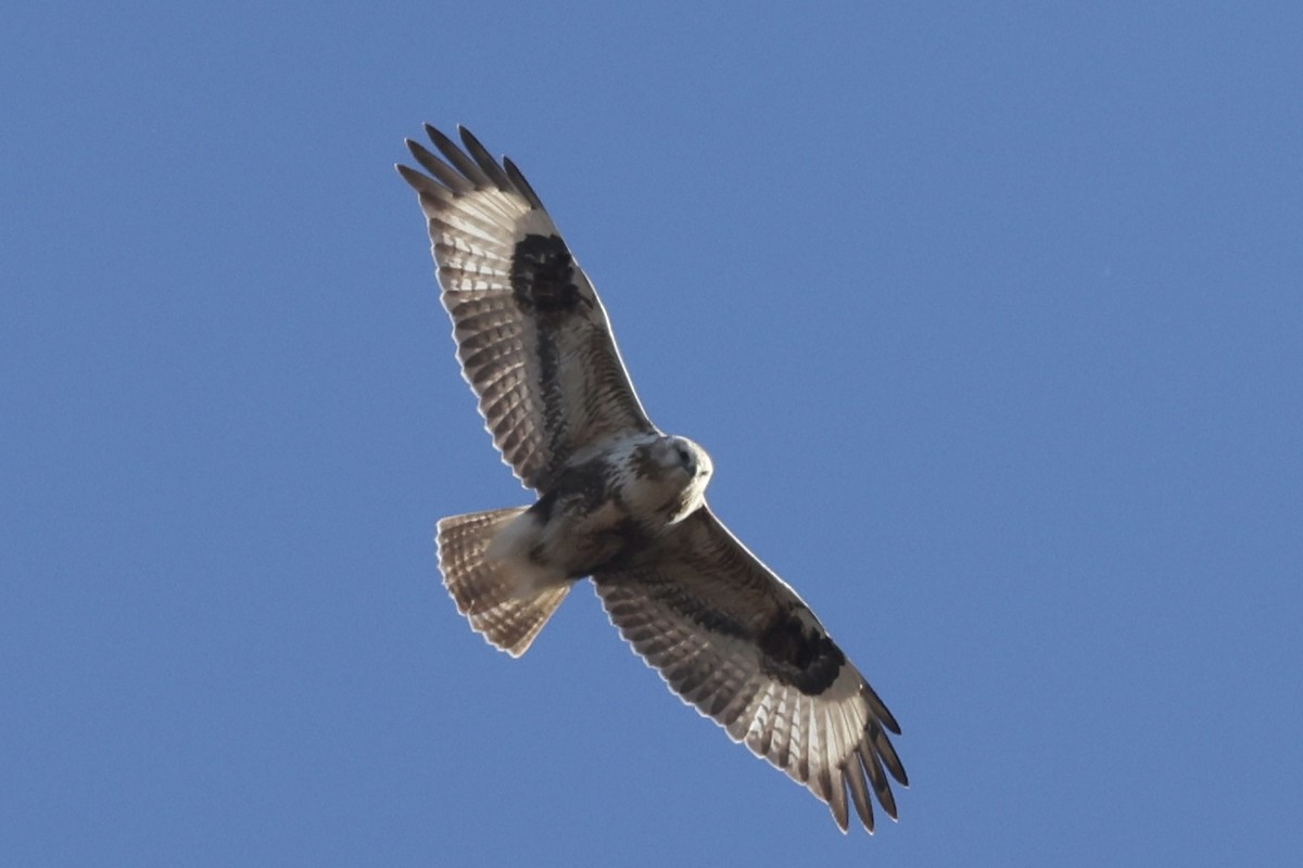 Upland Buzzard - ML627988894