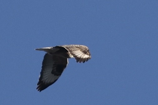 Upland Buzzard - ML627988895