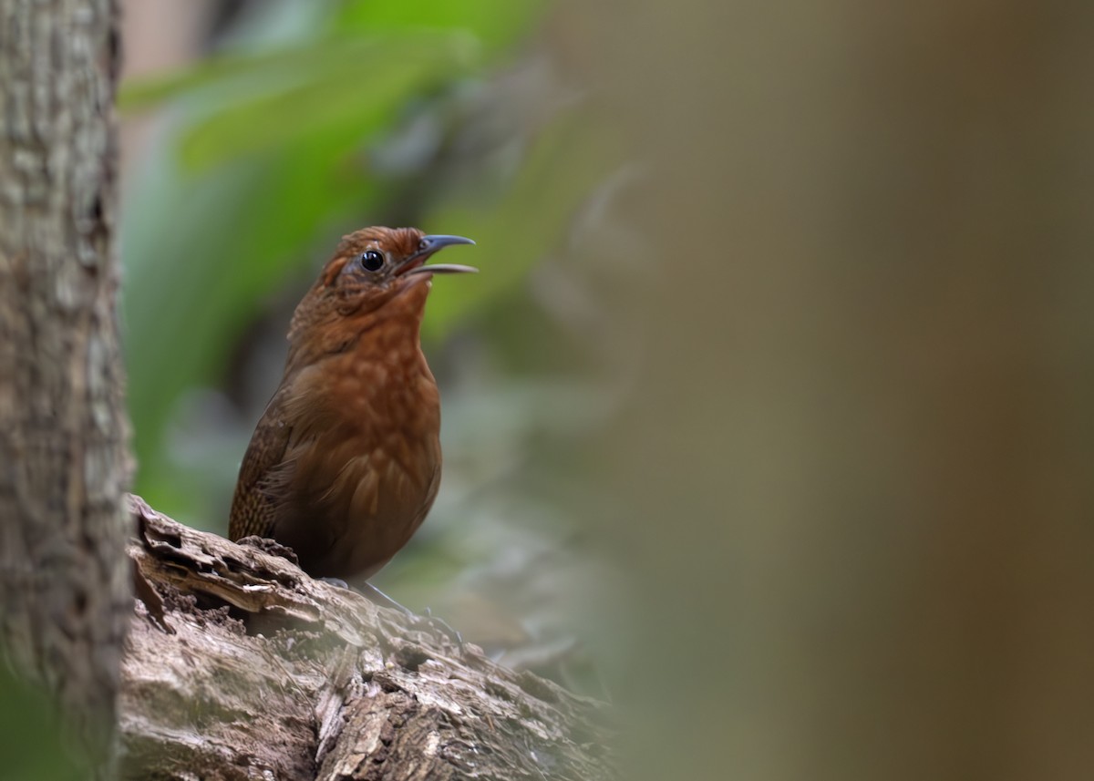 Musician Wren (Ferruginous) - ML627988964