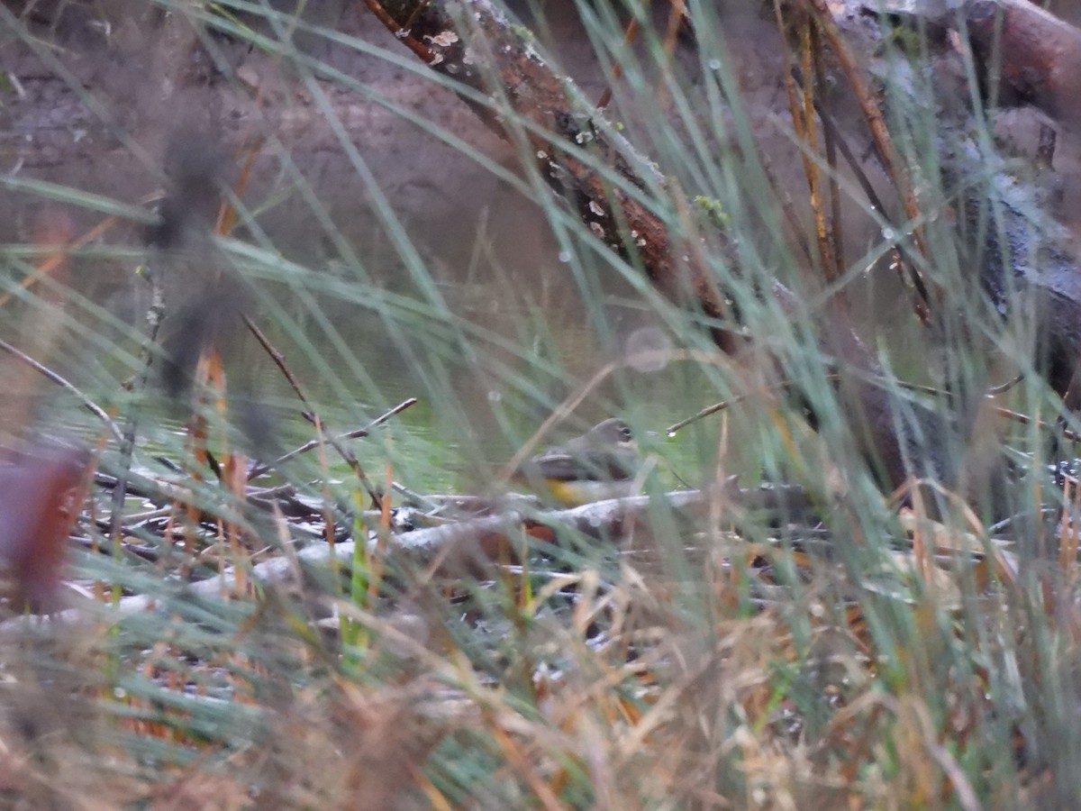 Gray Wagtail - ML627988970