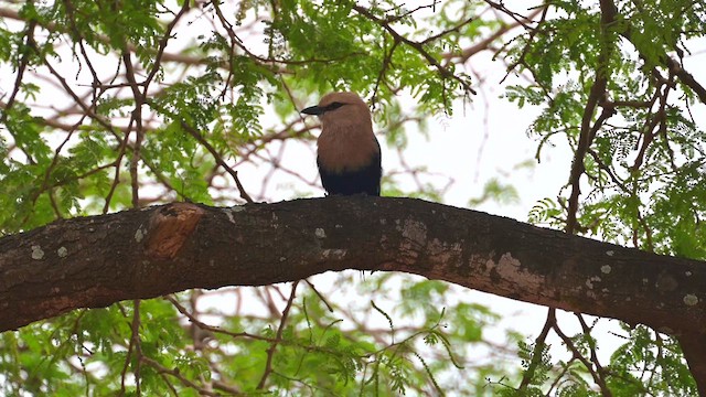 Blue-bellied Roller - ML627988993