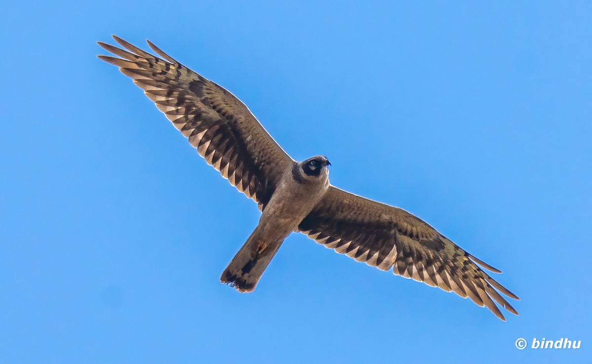 Pallid Harrier - ML627989034