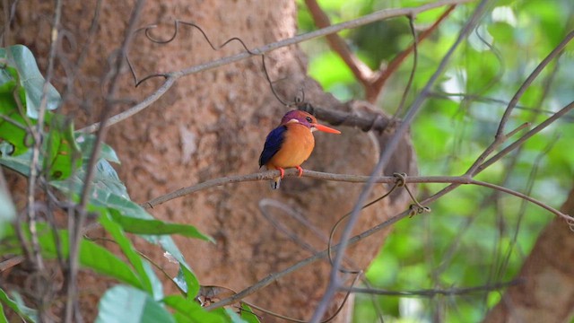 African Pygmy Kingfisher - ML627989115