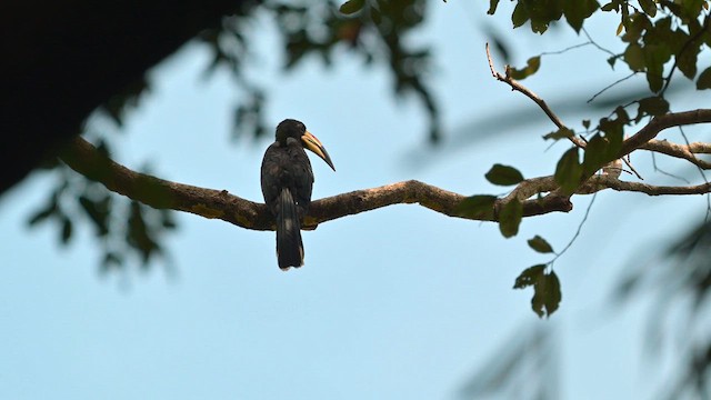 West African Pied Hornbill - ML627989117