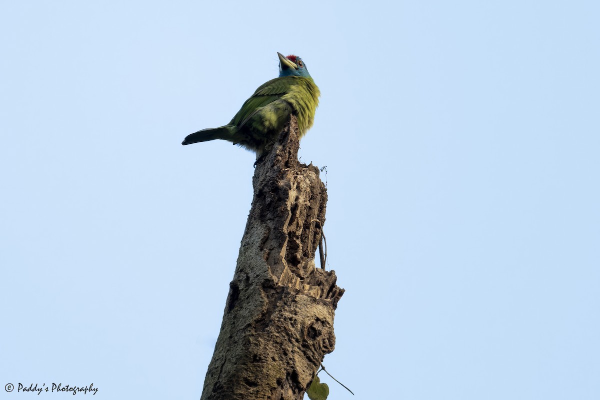 Blue-throated Barbet - ML627989118