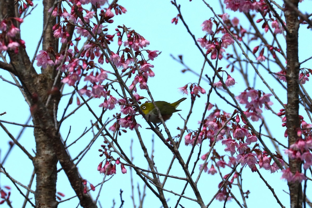 Chestnut-flanked White-eye - ML627989131