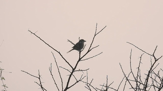 Brown Shrike - ML627989158