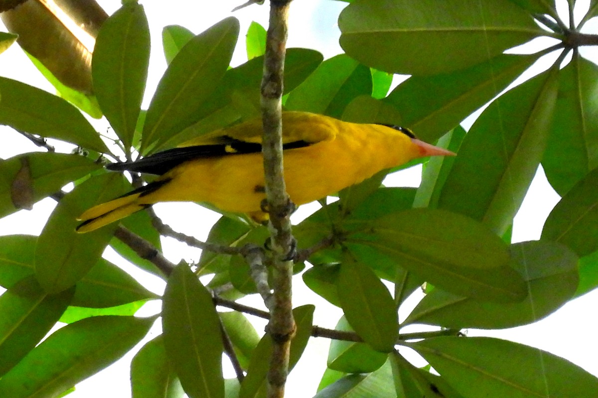 Black-naped Oriole - ML627989159