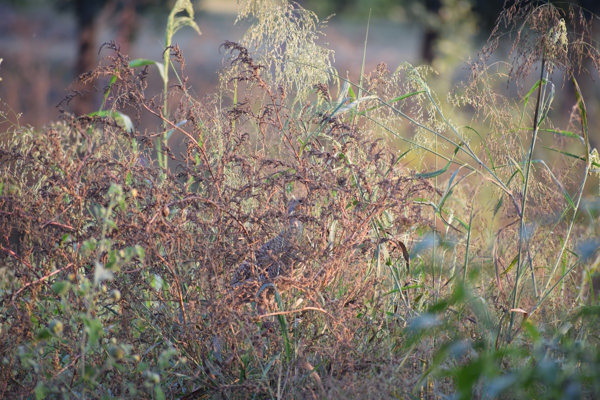 Gray Francolin - ML627989178