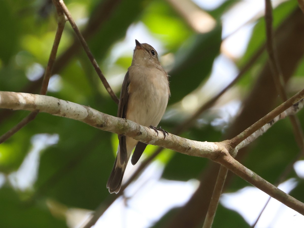 Taiga Flycatcher - ML627989181