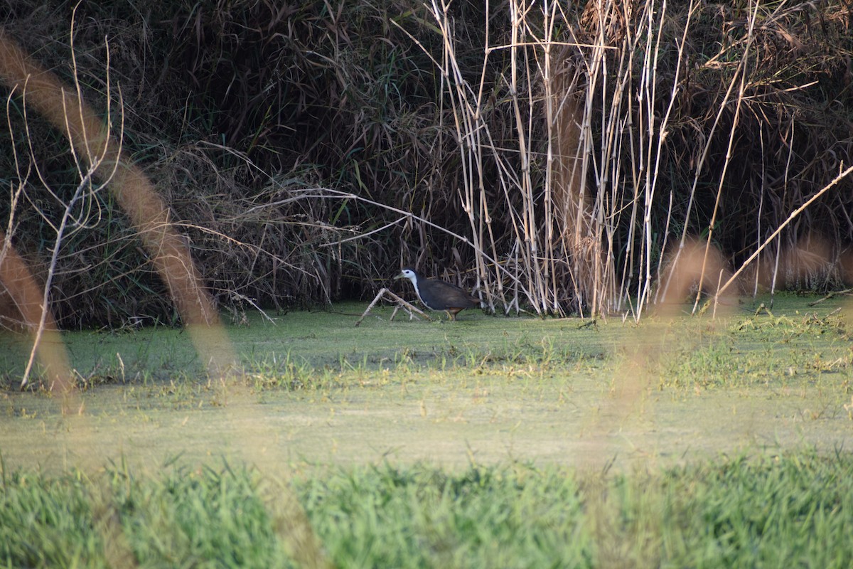 White-breasted Waterhen - ML627989190