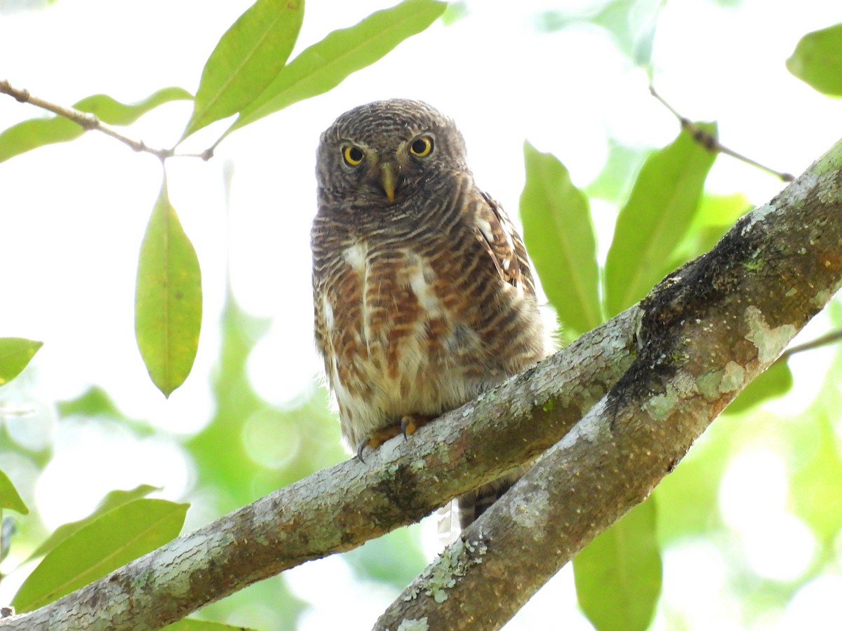 Asian Barred Owlet - ML627989191