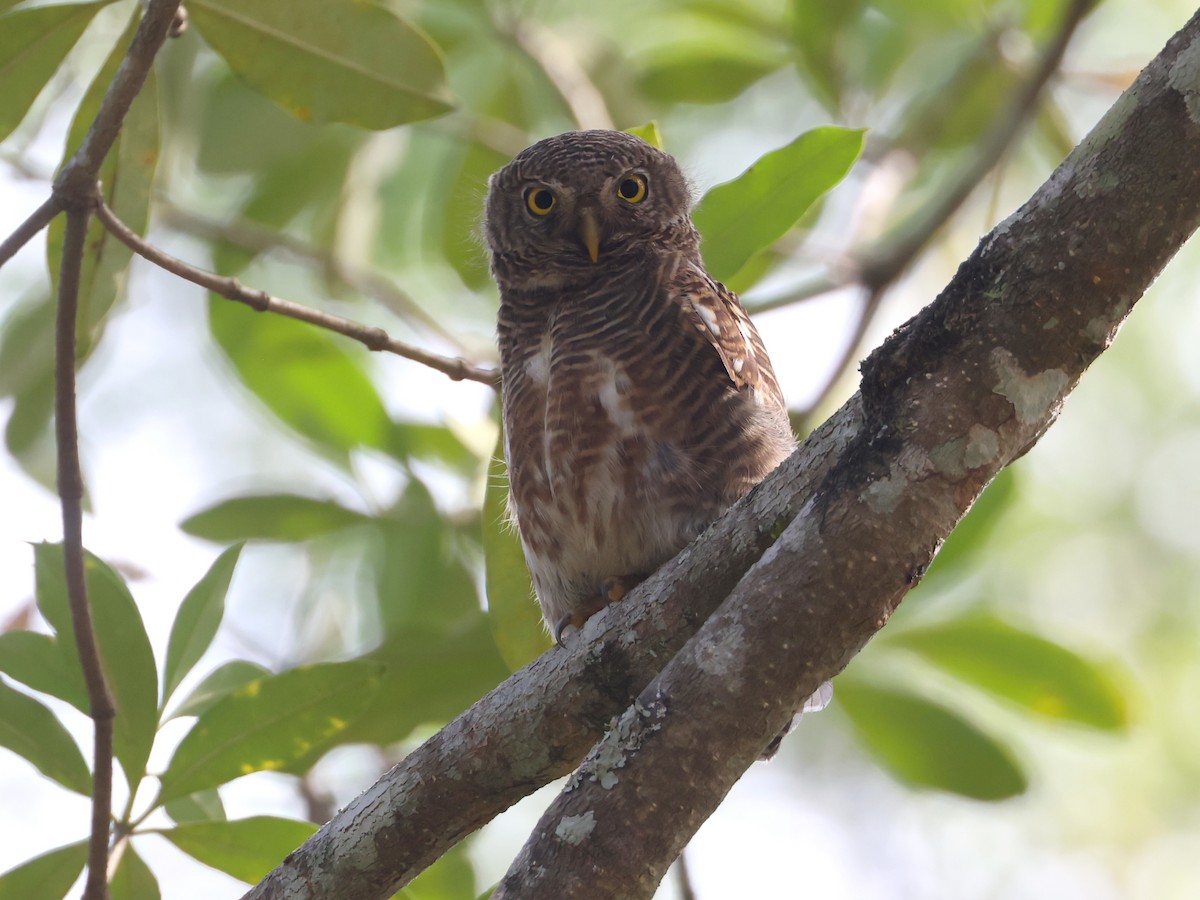 Asian Barred Owlet - ML627989192