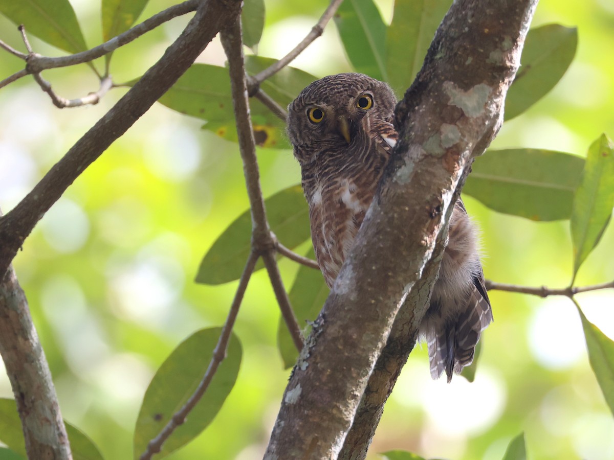 Asian Barred Owlet - ML627989193