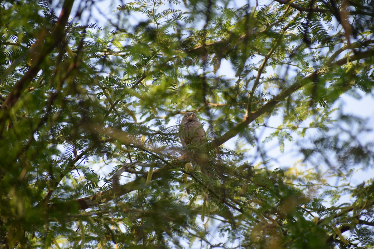 Jungle Babbler - ML627989196