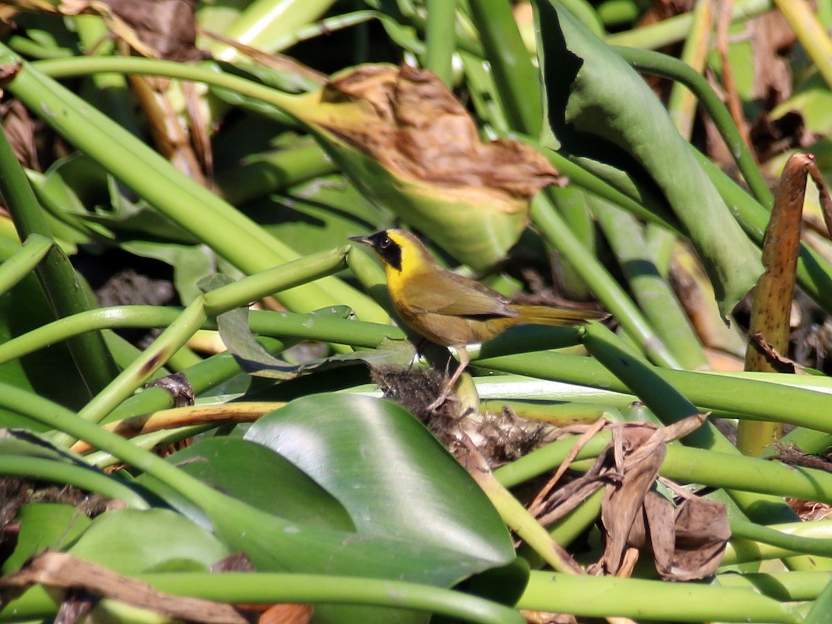 Belding's Yellowthroat - ML627989212