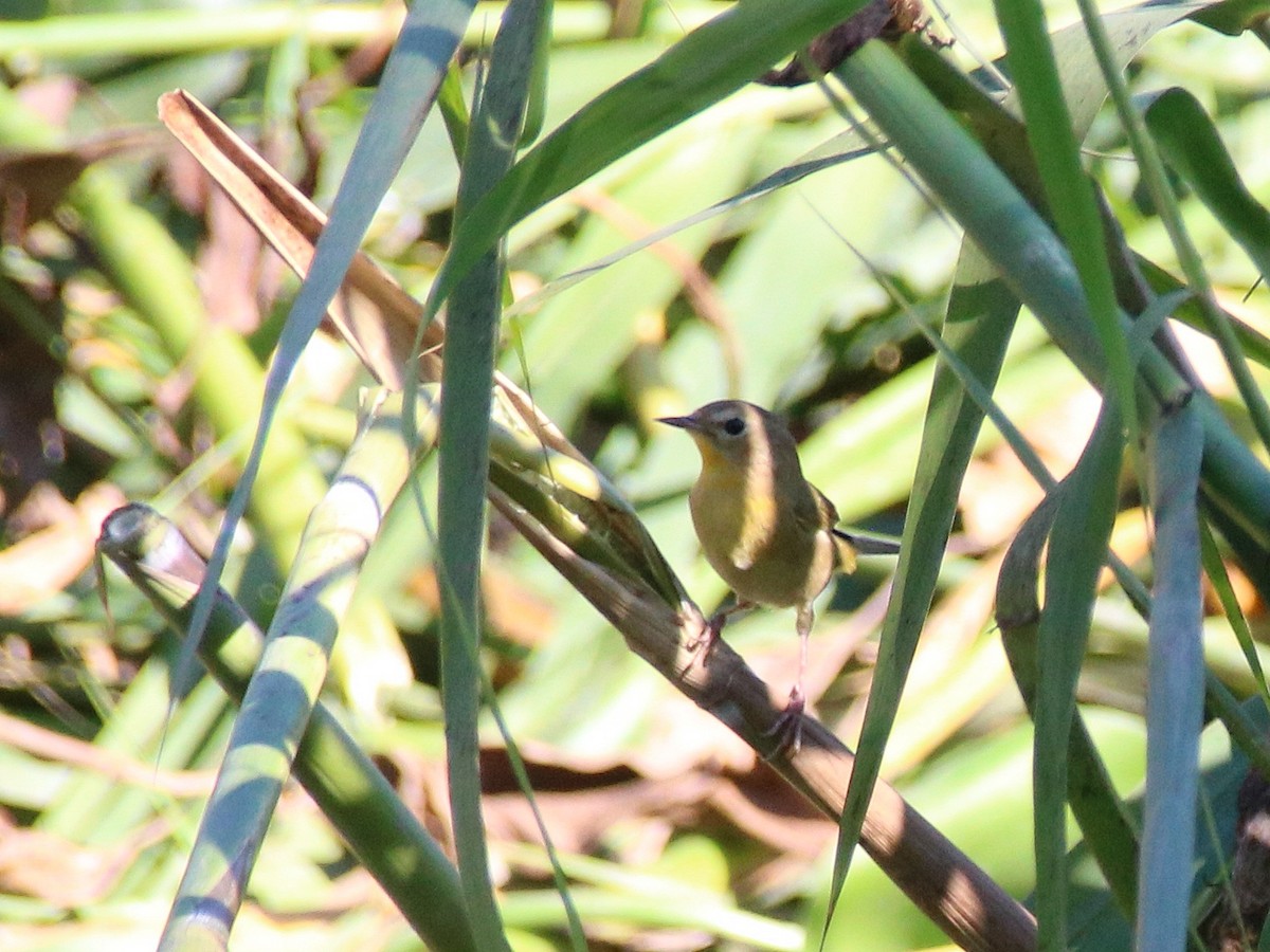 Belding's Yellowthroat - ML627989215