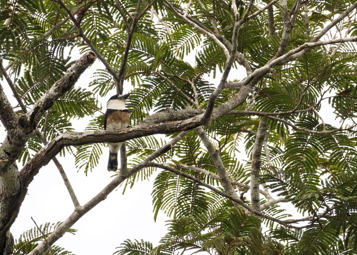 Brown-banded Puffbird - ML627989216