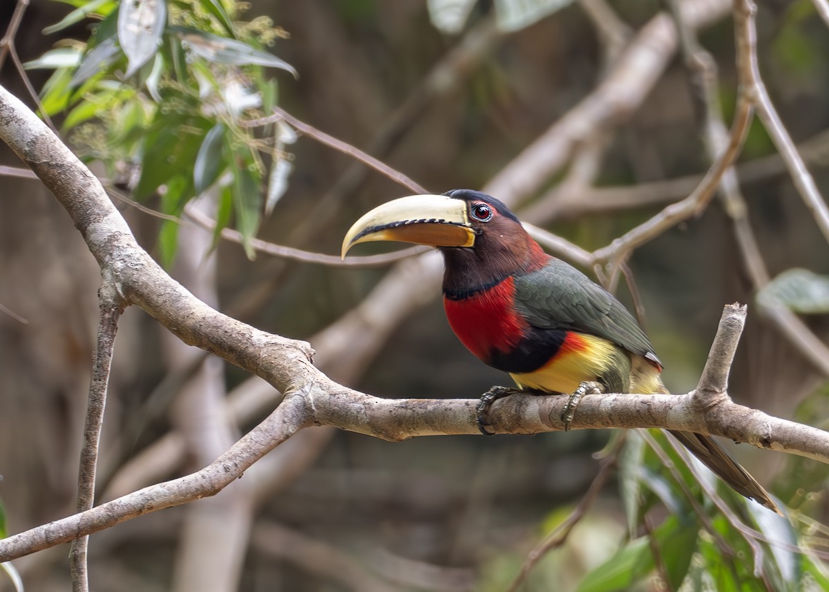 Ivory-billed Aracari (Brown-billed) - ML627989218