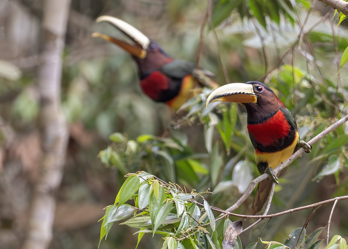 Ivory-billed Aracari (Brown-billed) - ML627989219