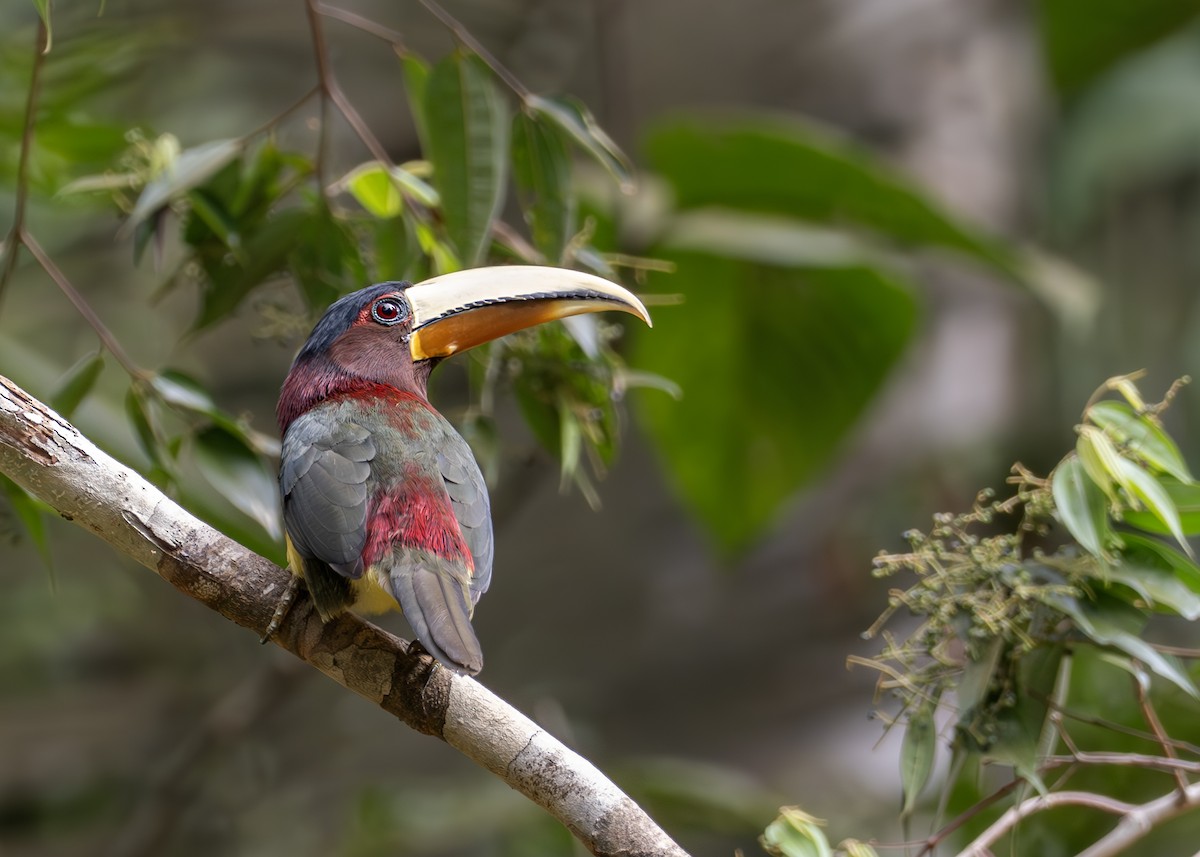 Ivory-billed Aracari (Brown-billed) - ML627989220