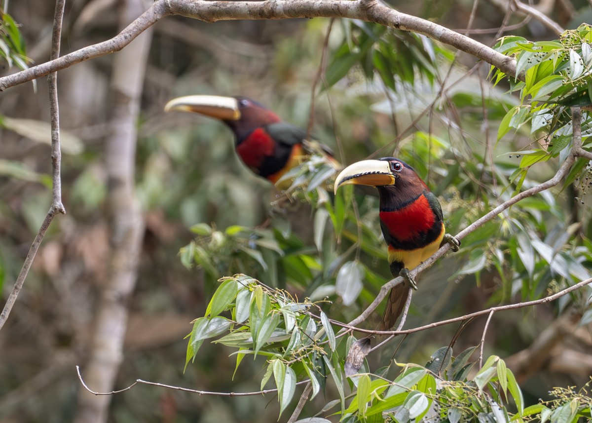 Ivory-billed Aracari (Brown-billed) - ML627989221