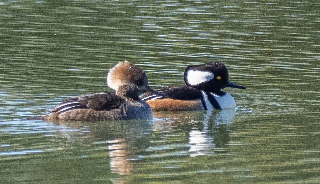 Hooded Merganser - ML627989222