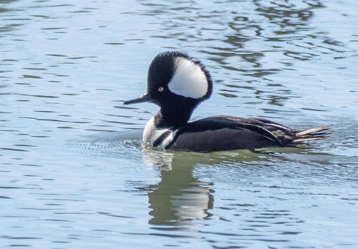 Hooded Merganser - ML627989223