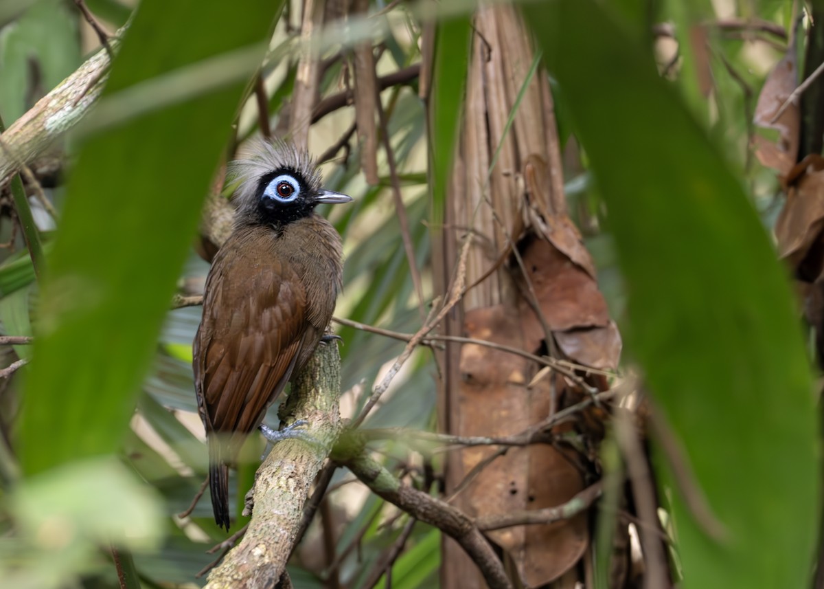 Hairy-crested Antbird - ML627989226