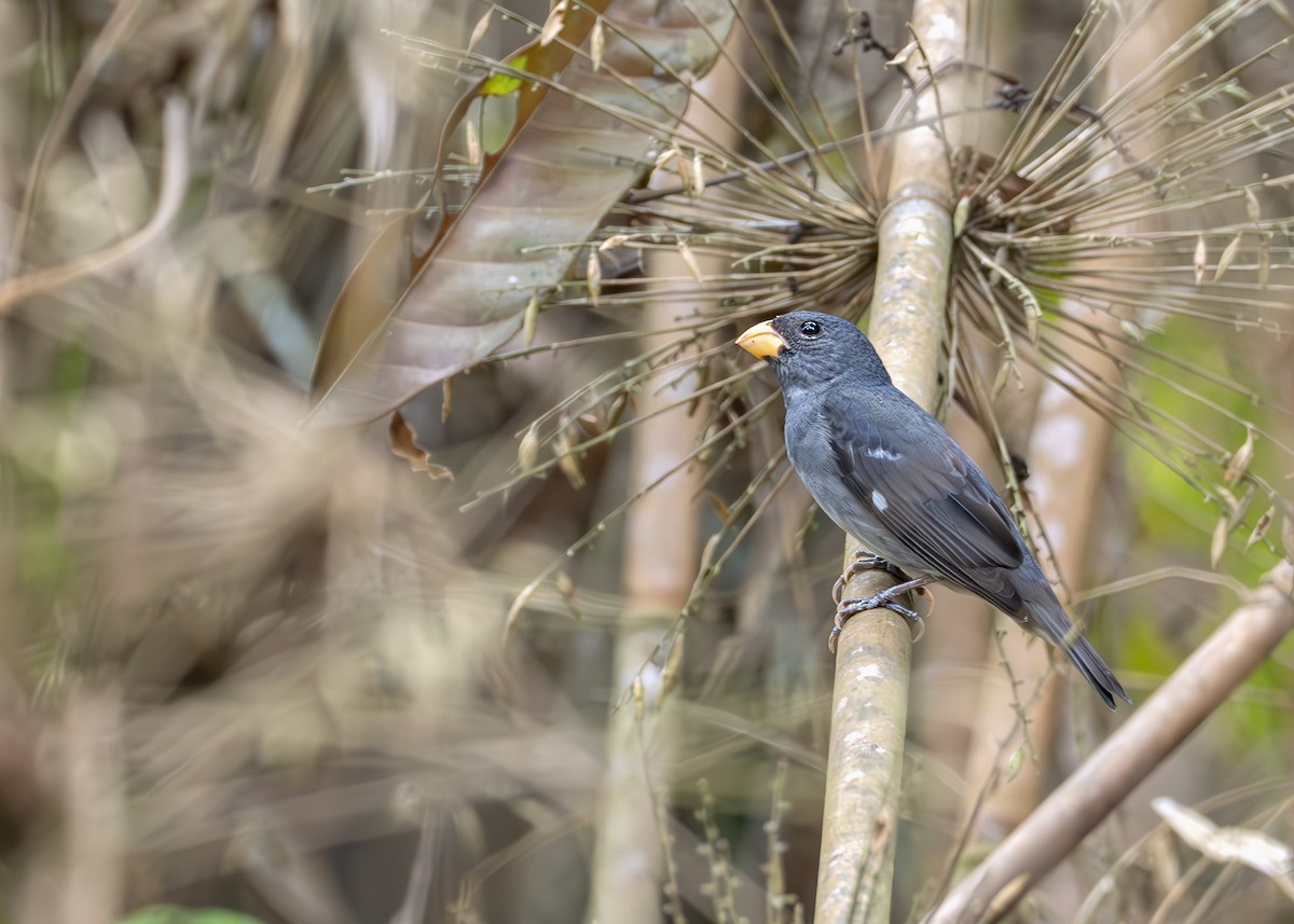 Slate-colored Seedeater - ML627989232