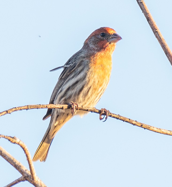 House Finch - ML627989246