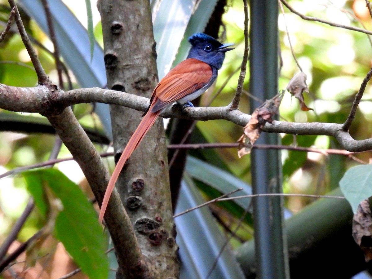 Blyth's Paradise-Flycatcher - ML627989292