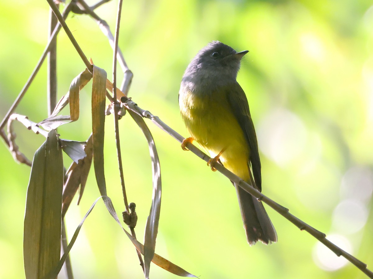 Gray-headed Canary-Flycatcher - ML627989313