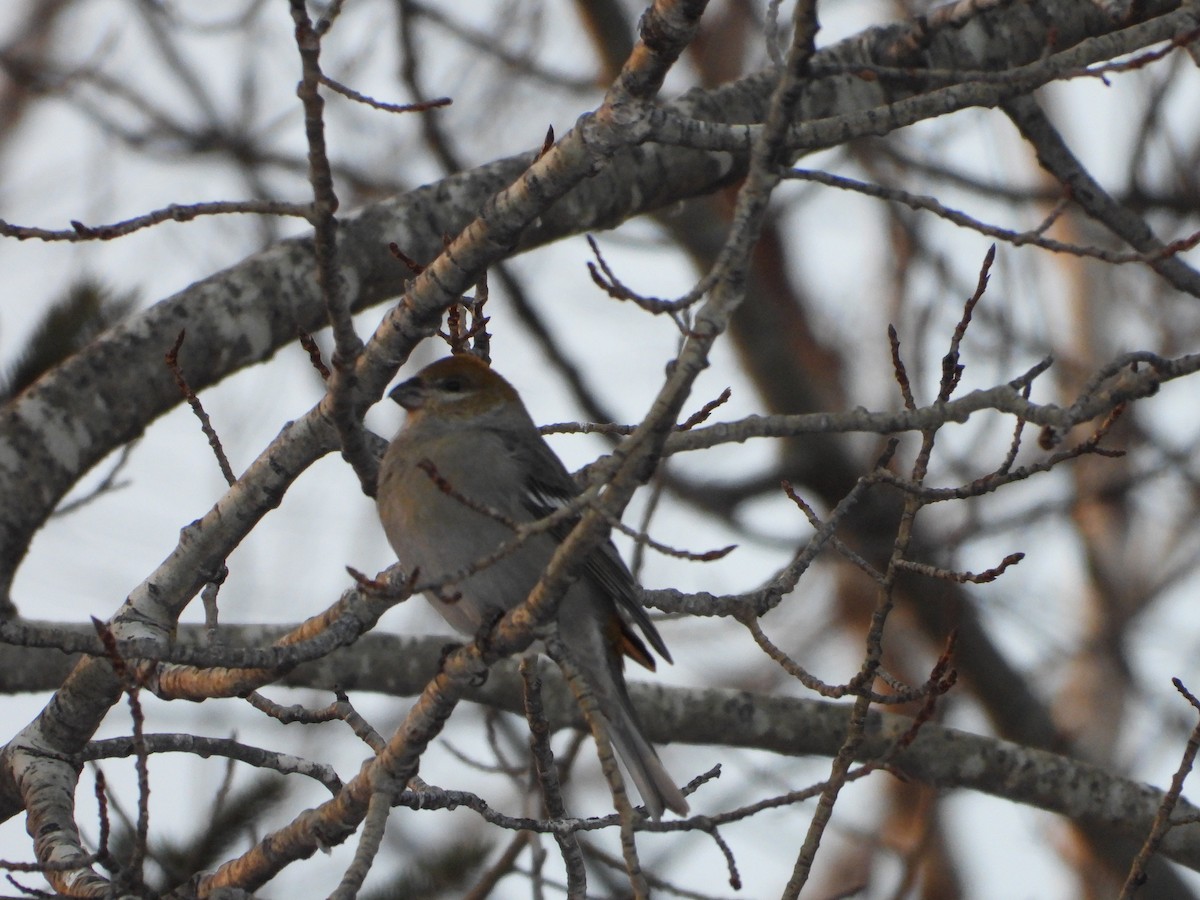 Pine Grosbeak - ML627989317