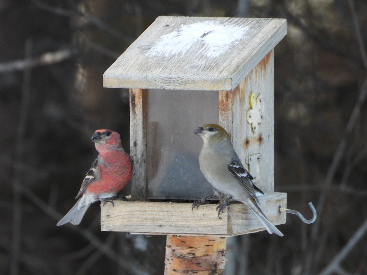 Pine Grosbeak - ML627989318