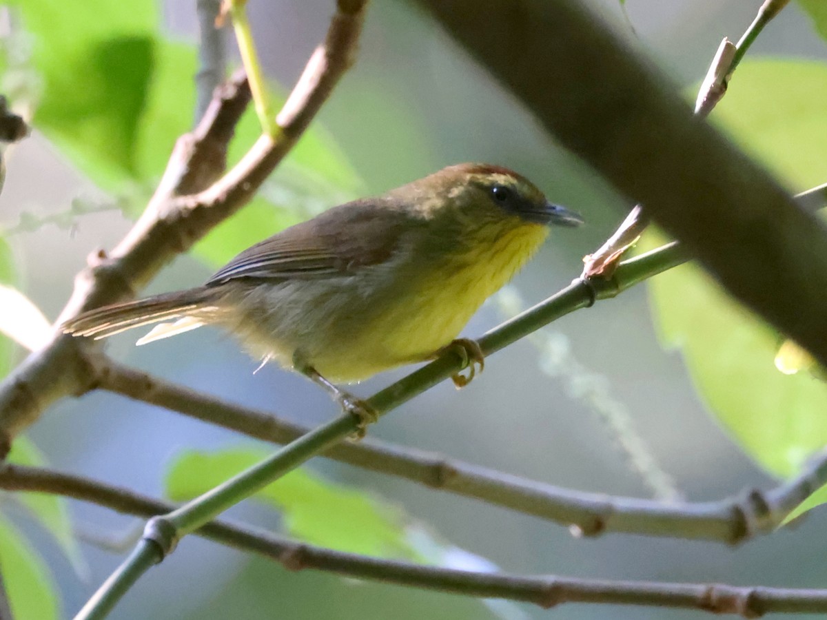 Pin-striped Tit-Babbler - ML627989333