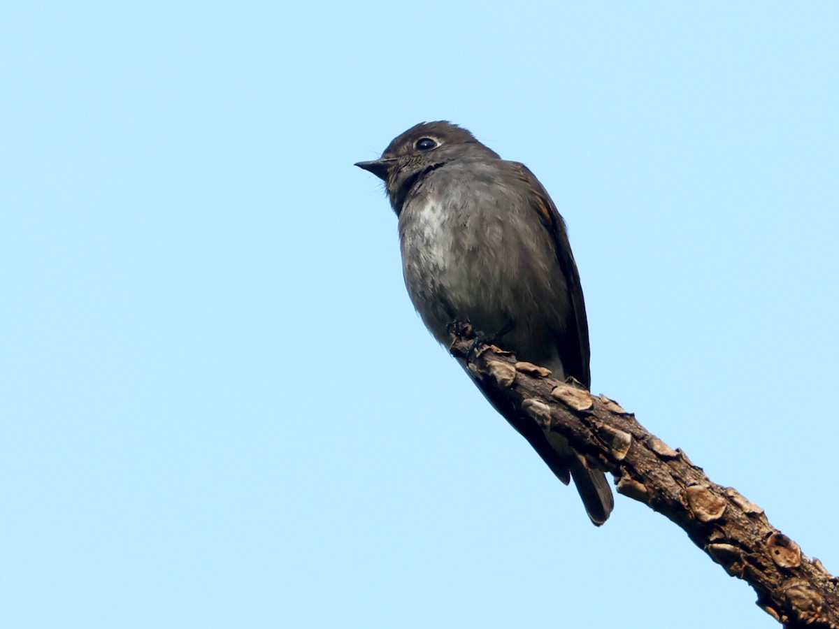 Dark-sided Flycatcher - ML627989340