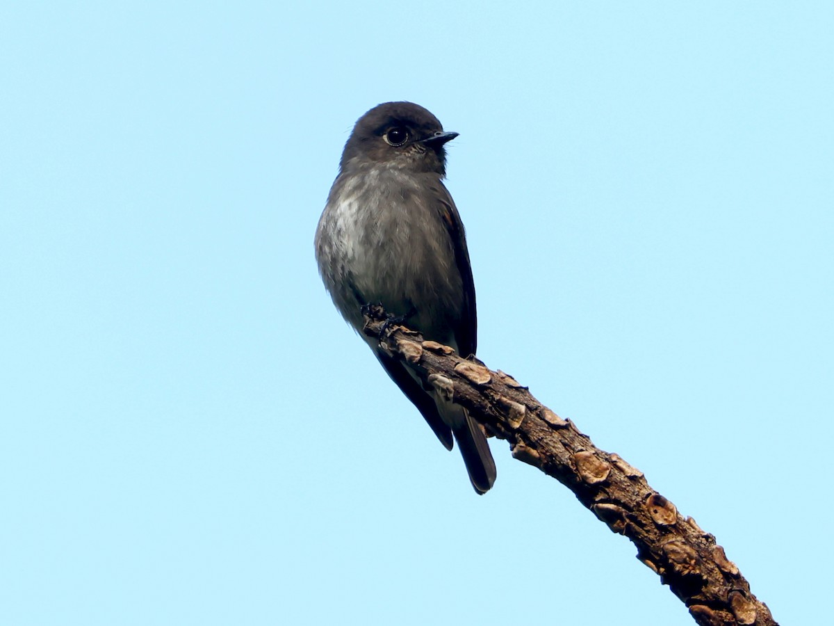 Dark-sided Flycatcher - ML627989341