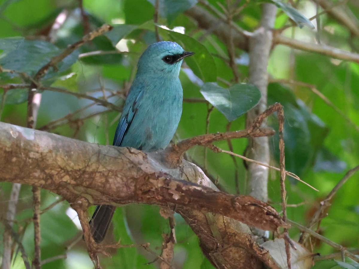 Verditer Flycatcher - ML627989346