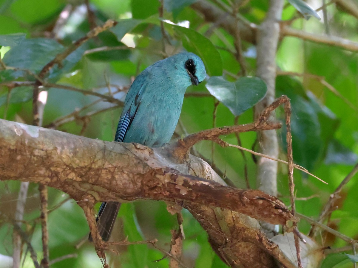 Verditer Flycatcher - ML627989347