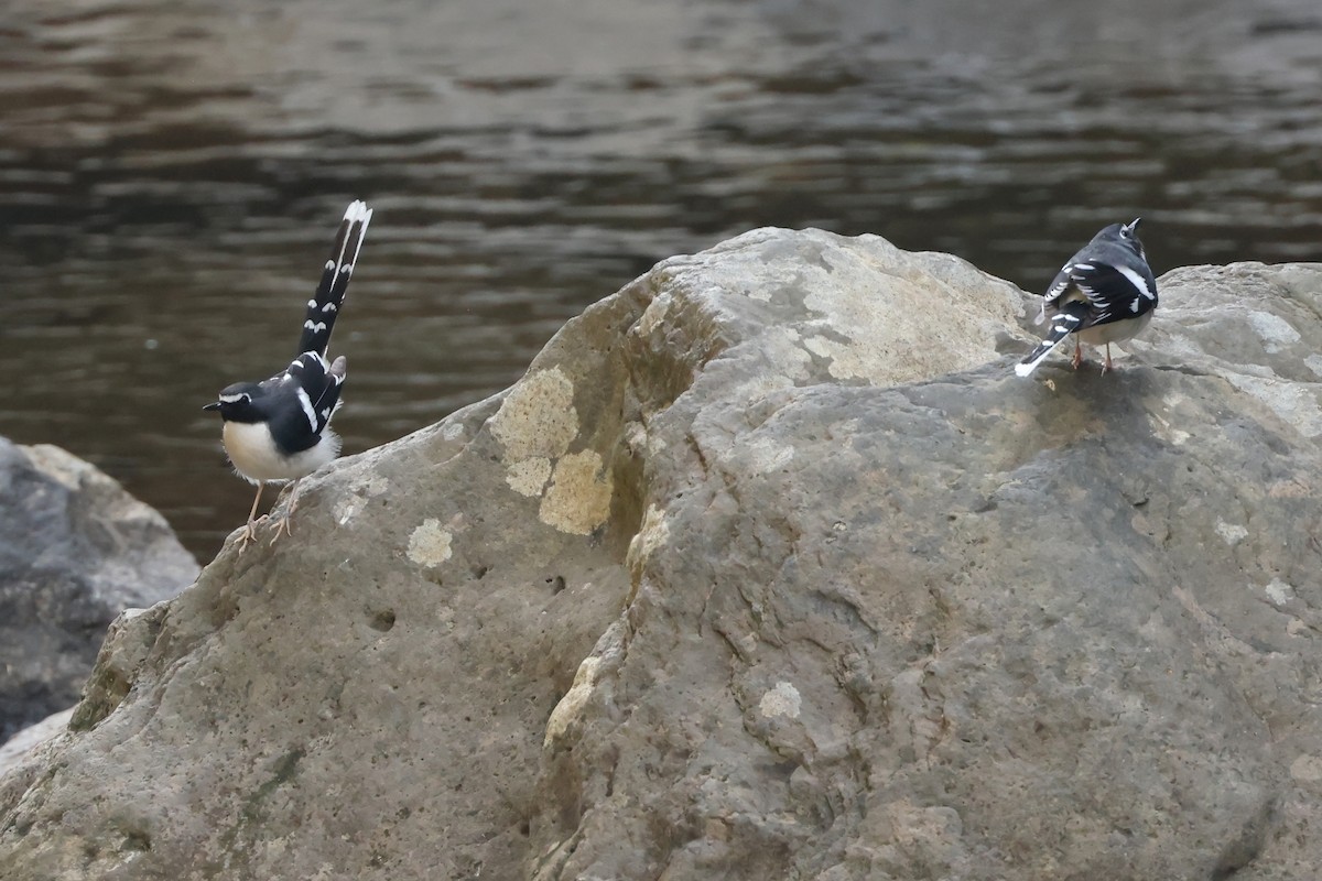 Slaty-backed Forktail - ML627989354