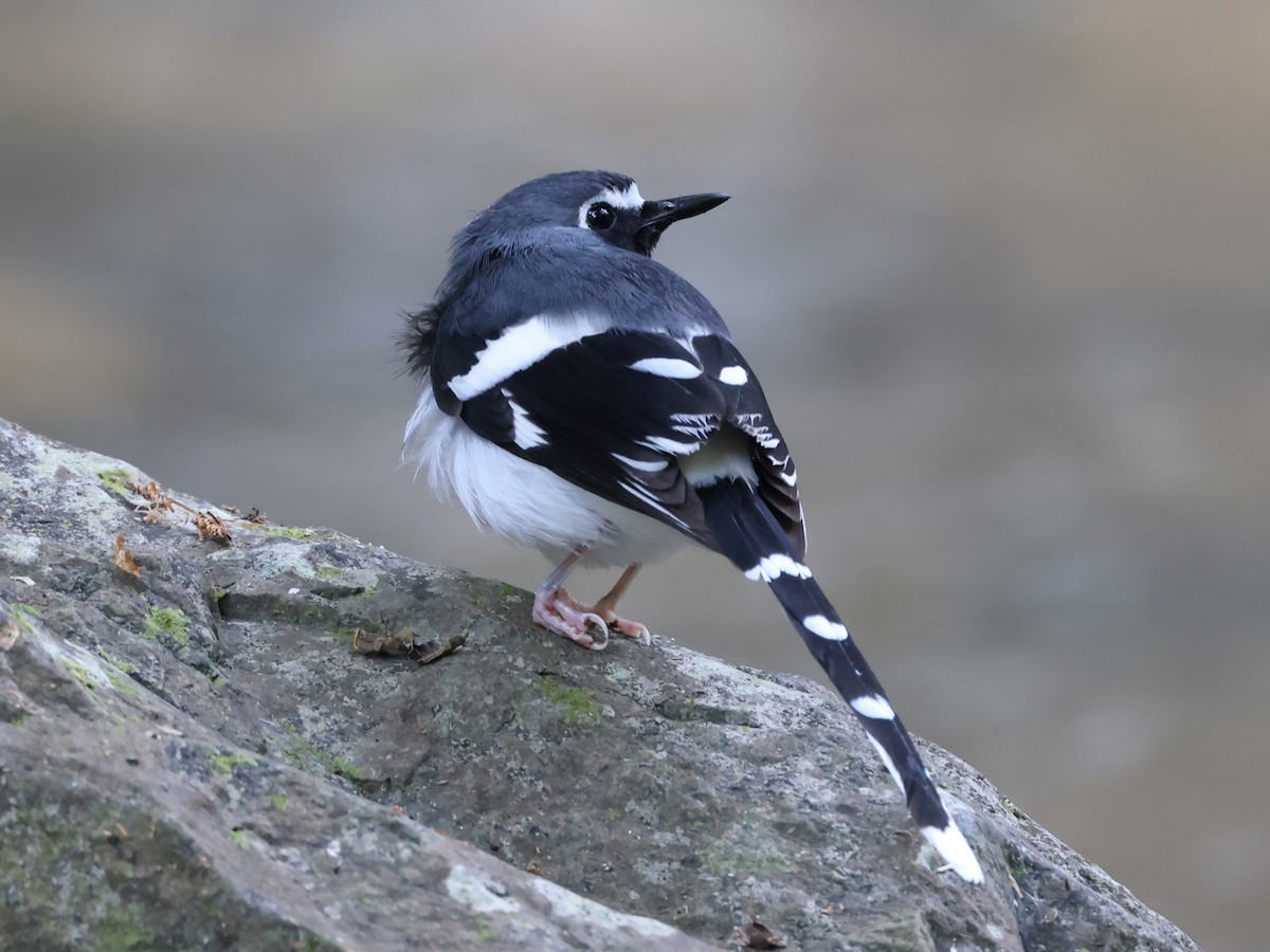 Slaty-backed Forktail - ML627989355